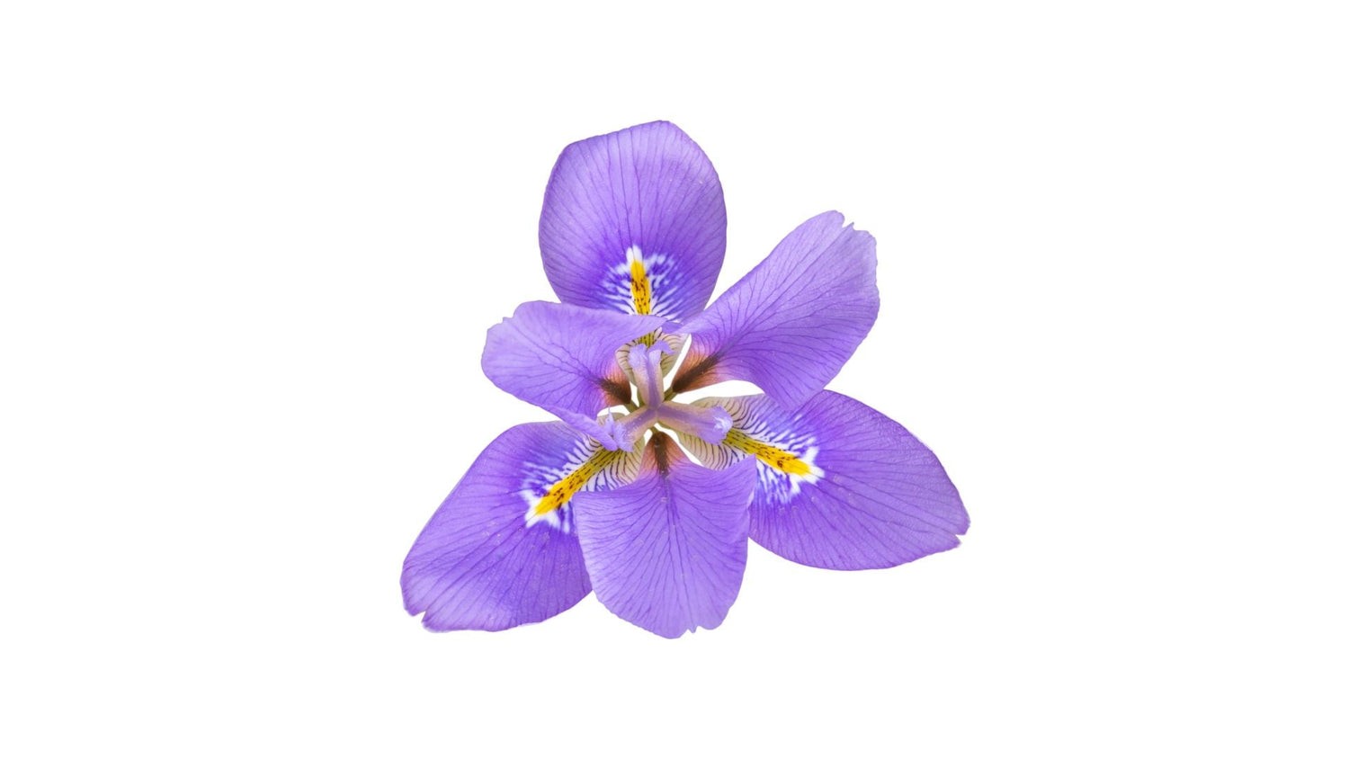 Iris als luxuriöse Duftnote in Parfums - Fatihan.store